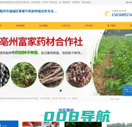 赤芍苗_板蓝根种子_菊花苗_蒲公英种子_亳州市富家种植合作社