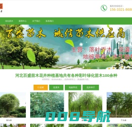 大型彩叶苗木_绿化苗木_草花种植基地-河北百盛苗木(免费苗木报价)