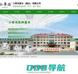 苹果苗-苹果苗新品种-矮化苹果苗-莱州小草沟苗木基地