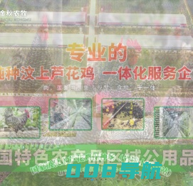 汶上芦花鸡,芦花鸡苗,芦花鸡蛋价格,芦花鸡鸡蛋,芦花鸡种蛋,山东金秋农牧科技股份有限公司