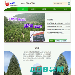 蓝田白皮松苗木网_苗圃基地直销价格_西安绿涛苗木有限公司