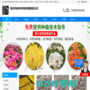 牡丹种苗价格_白芷种子批发_丹参种苗种植基地-亳州畅农中药材种植