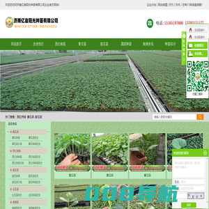 西红柿苗_黄瓜苗_甜瓜苗-济南亿亩阳光种苗有限公司