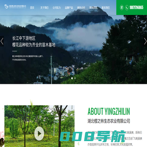 湖北樱之林生态农业有限公司-樱之林苗木基地-樱花种苗-樱花-红枫