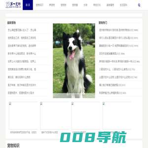 宠物知识_宠物市场_宠物狗_第一宠物网