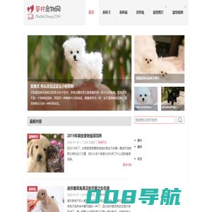 茶杯犬,茶杯猫,小香猪,迷你袖珍泰迪贵宾狗 - 茶杯宠物网