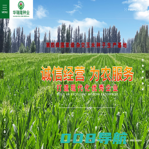 华瑞隆1563_玉米种子批发零售_抗虫抗病抗倒玉米种子_华瑞隆q159_玉米种子厂家_吉林省华瑞隆种业有限公司