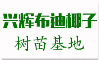 布迪椰子价格_批发_福建布迪椰子小苗基地