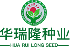华瑞隆1563_玉米种子批发零售_抗虫抗病抗倒玉米种子_华瑞隆q159_玉米种子厂家_吉林省华瑞隆种业有限公司